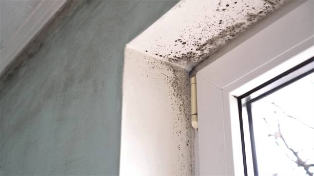 Best Office Mold Removal Services  in Anton, TX