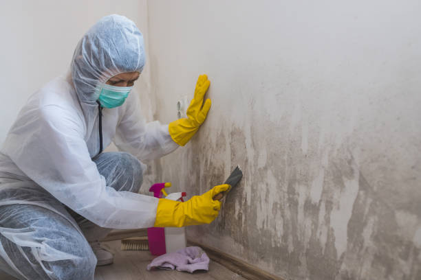 Best Mold Remediation Services  in Anton, TX