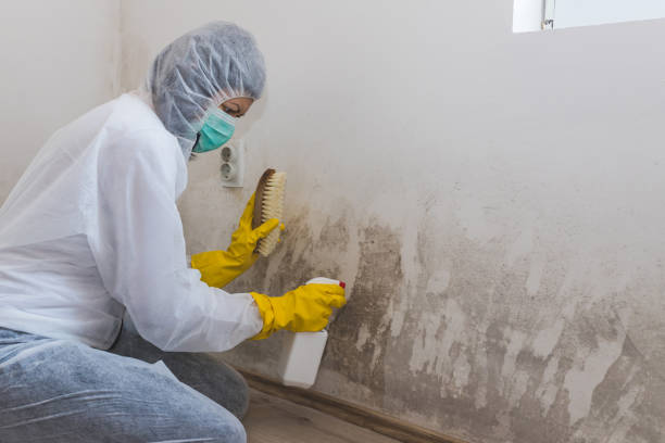 Best Fast Mold Removal  in Anton, TX