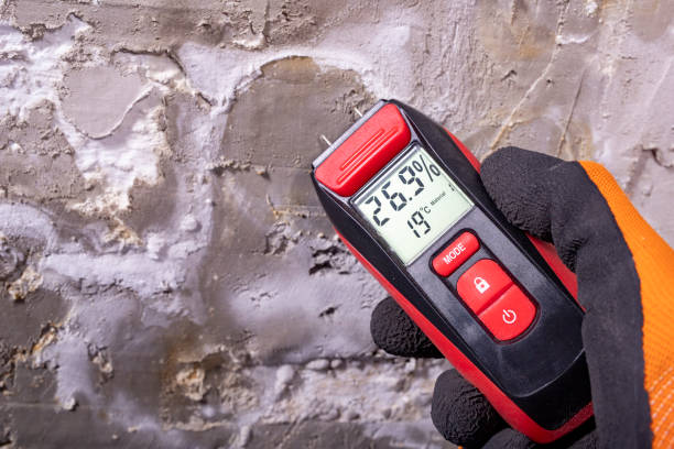 Best Attic Mold Removal  in Anton, TX