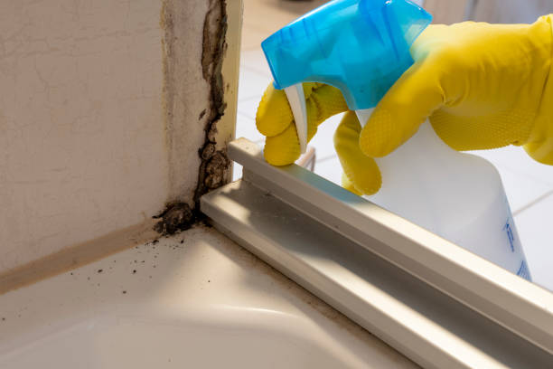 Best Same-Day Mold Removal  in Anton, TX