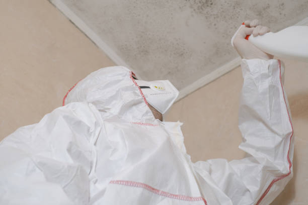 Best Home Mold Removal  in Anton, TX