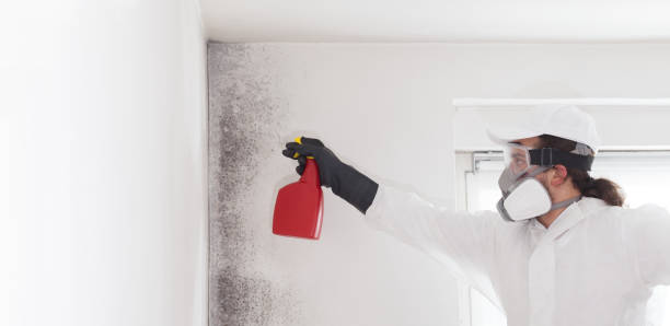 Best Mold Damage Repair  in Anton, TX