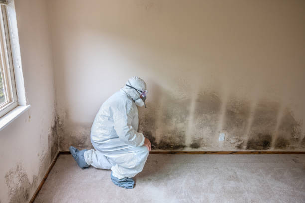 Best Home Mold Removal  in Anton, TX