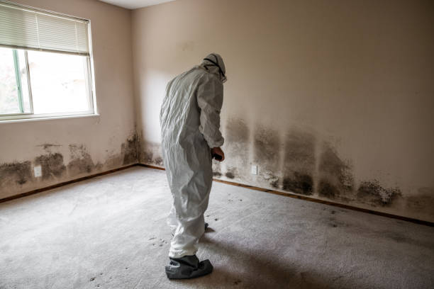 Best Professional Mold Removal  in Anton, TX