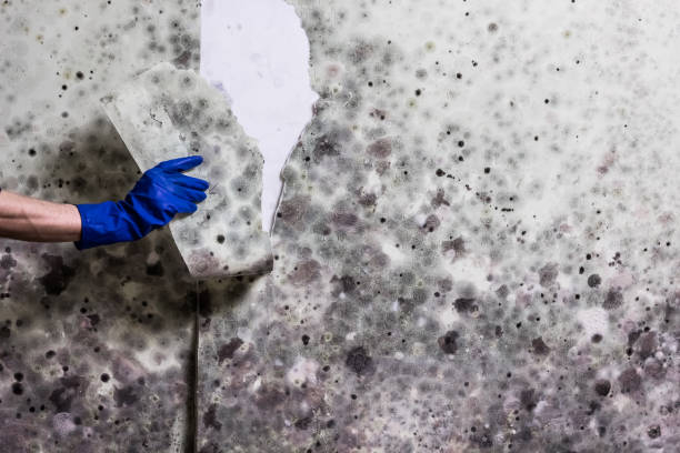 Best Commercial Mold Removal  in Anton, TX