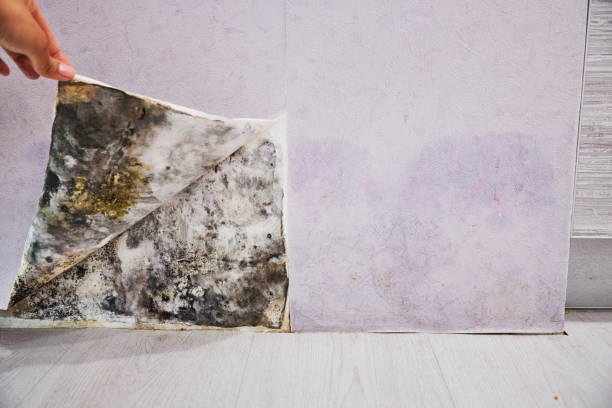 Best Best Mold Removal Companies  in Anton, TX